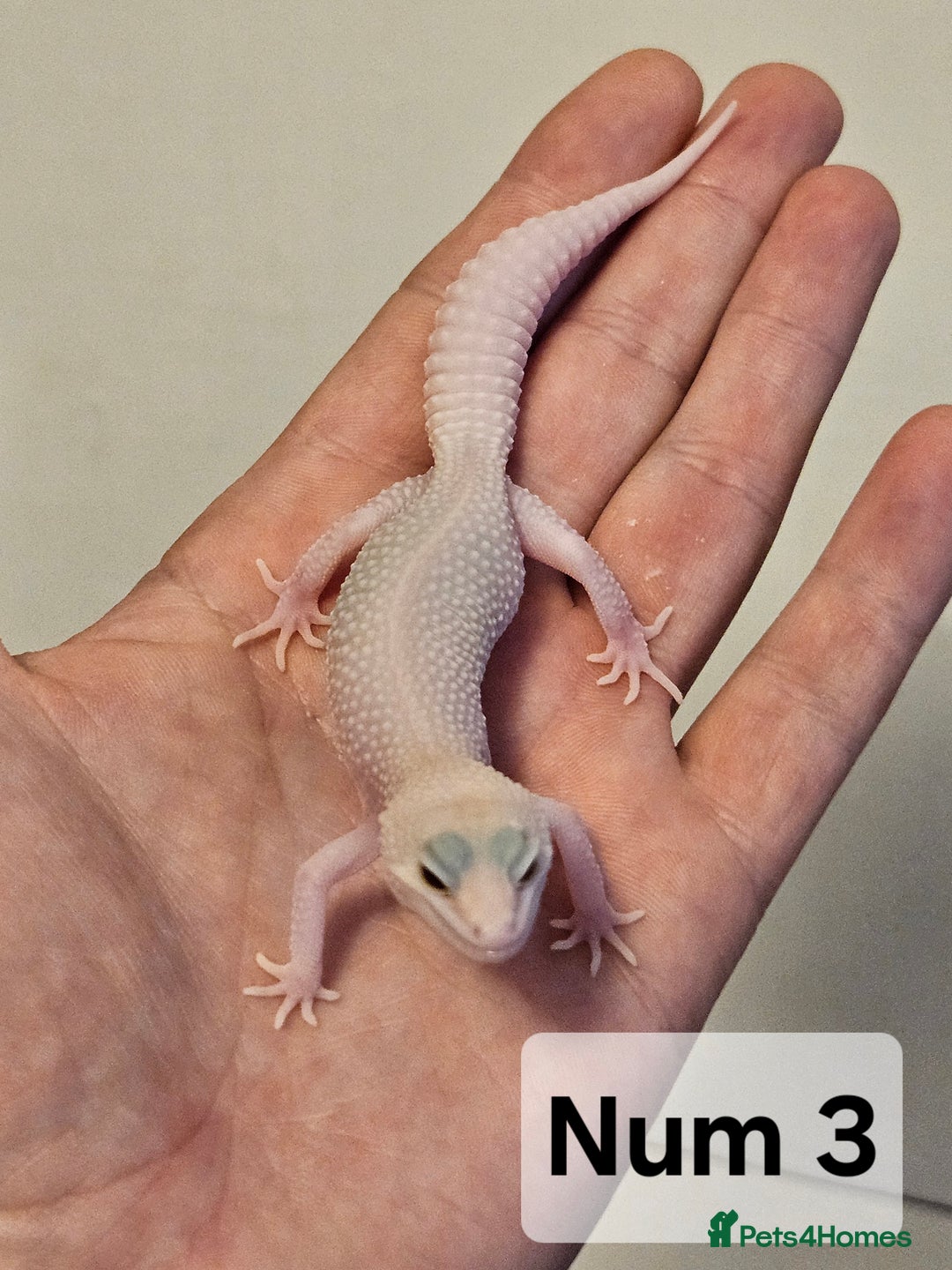 Leopard Gecko reptiles for sale: Blacknight macksnows and supersnows in tremper - Image 32