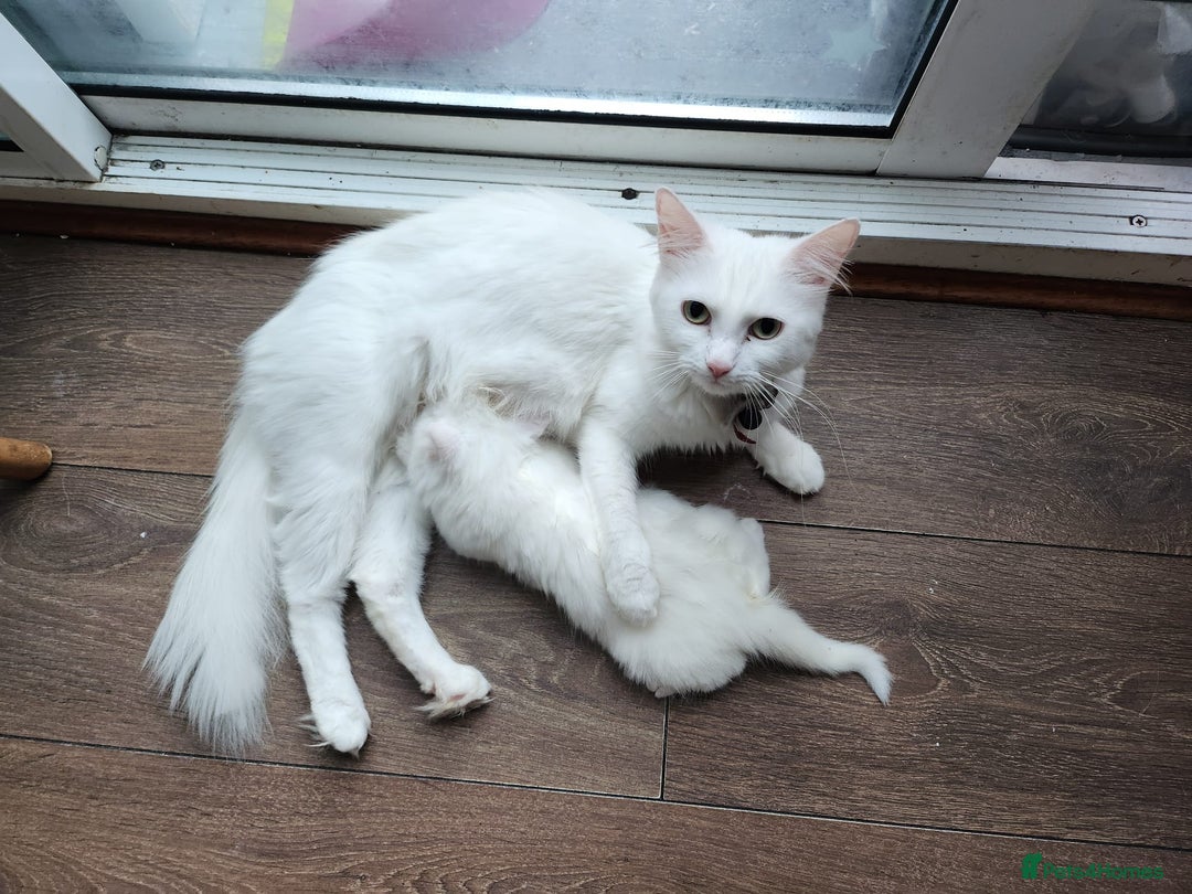 Mixed Breed cats for sale: Two beautiful princess  - Image 13