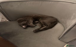 British Shorthair cats for sale: Beautiful Grey British Shorthair Cat  - Image 3