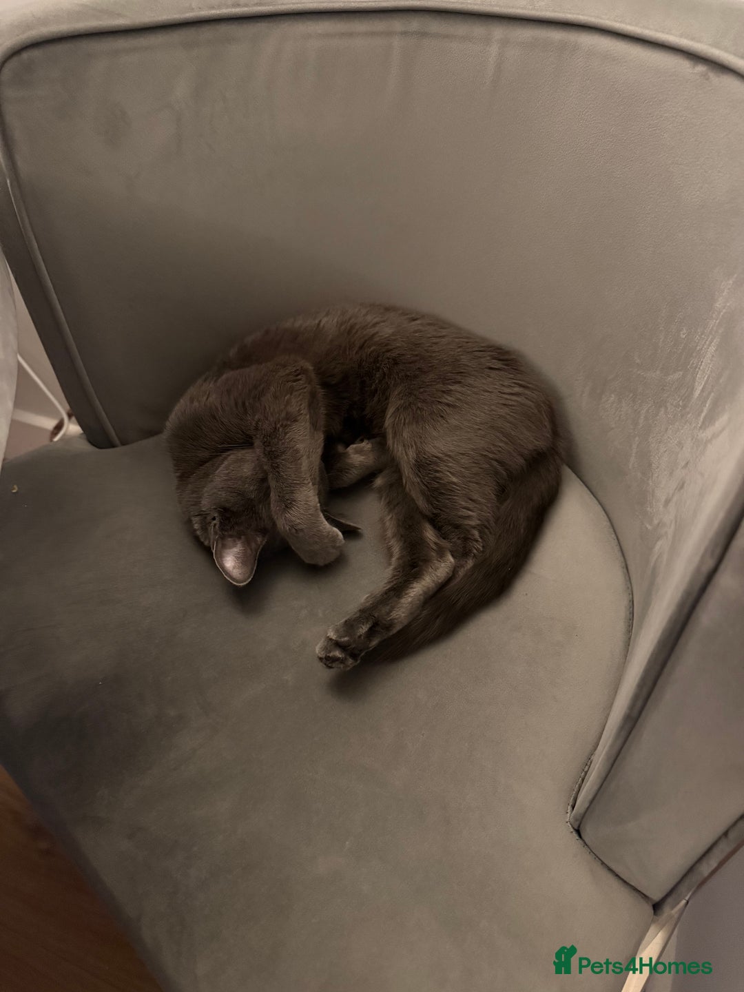 British Shorthair cats for sale: Beautiful Grey British Shorthair Cat  - Image 3