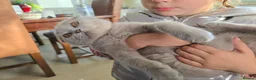 Scottish Fold cats for sale: scottish fold kitten - Advert 4