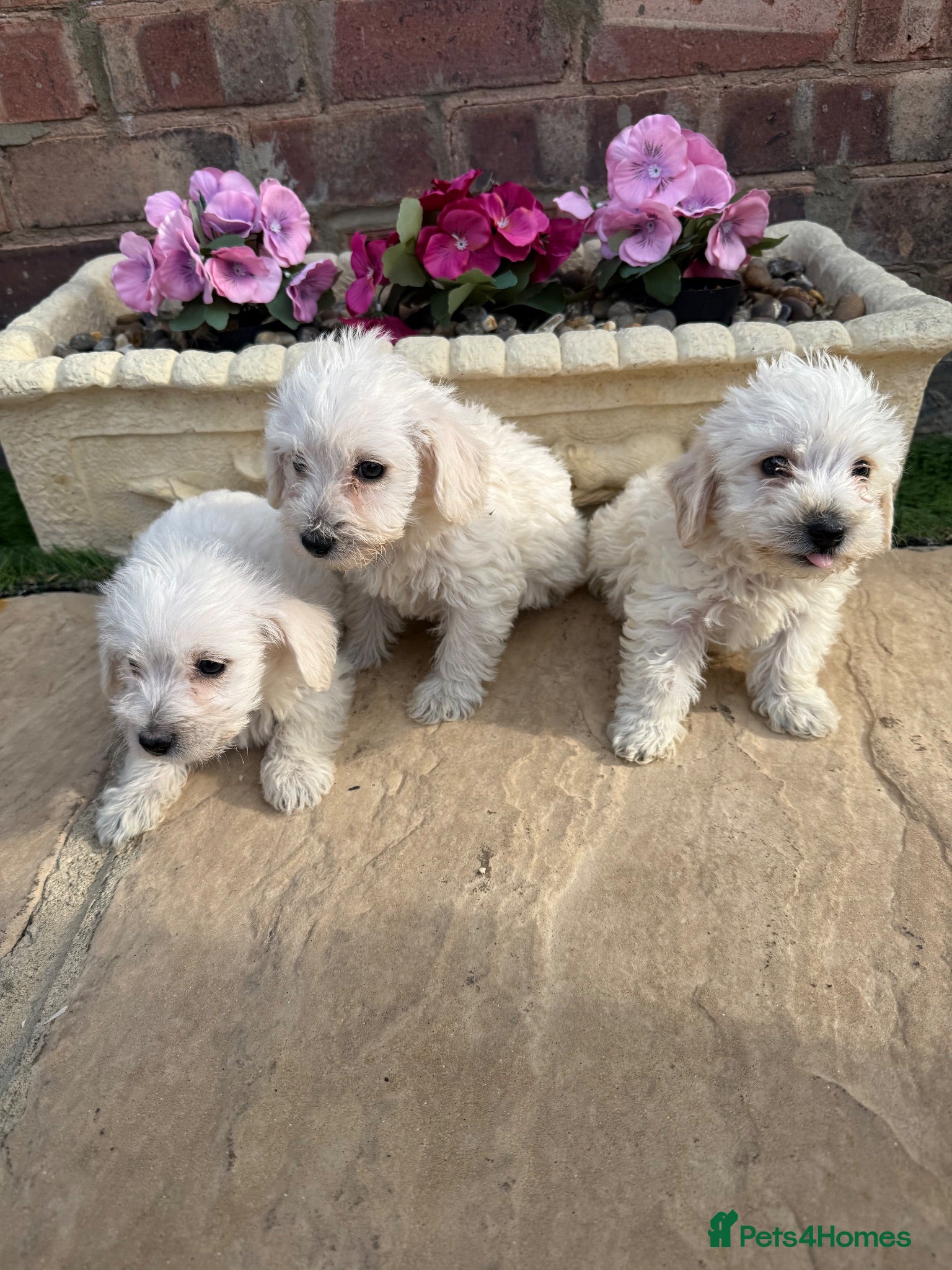 Westiepoo dogs Westie-poos  - Advert 3