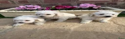 Westiepoo dogs for sale: Westie-poos  in Middlesbrough - Advert 1