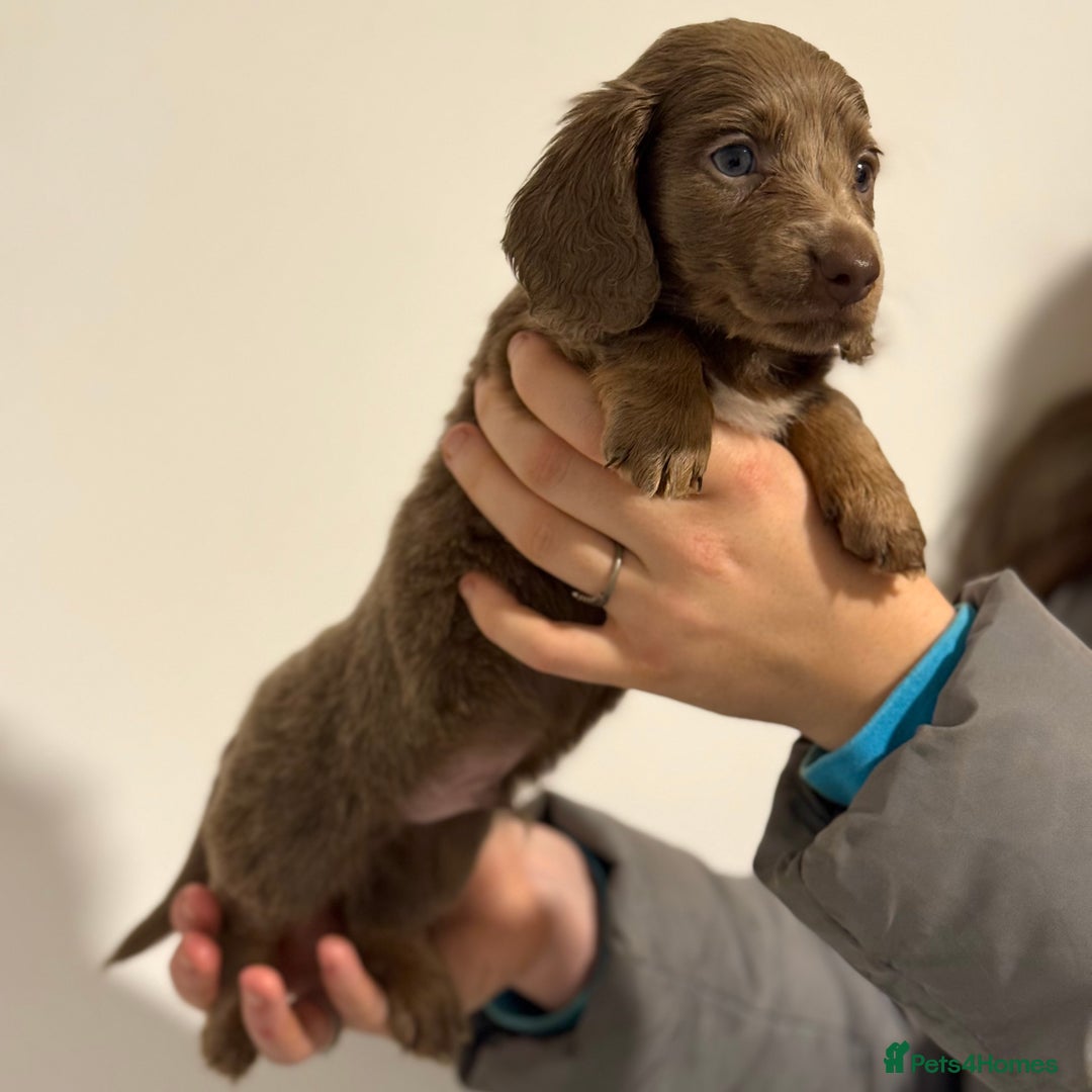 Miniature Dachshund dogs for sale: KC Registered Miniature Dachshund Puppies ❤️ - Advert 9