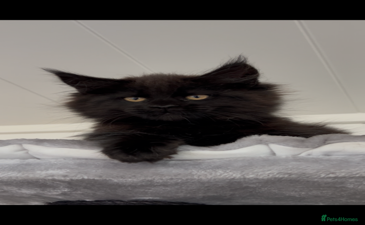 Maine Coon cats - Advert 3