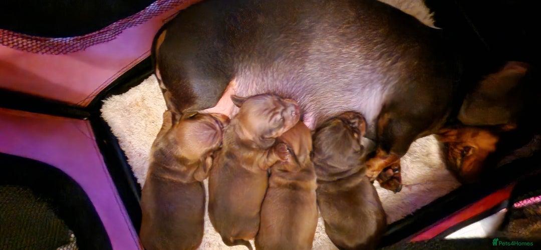 Miniature Dachshund dogs for sale: Miniature dachshund  - Advert 3