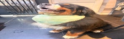 Bernese Mountain Dog dogs for stud: Gorgeous Bernese stud Maui - Advert 23
