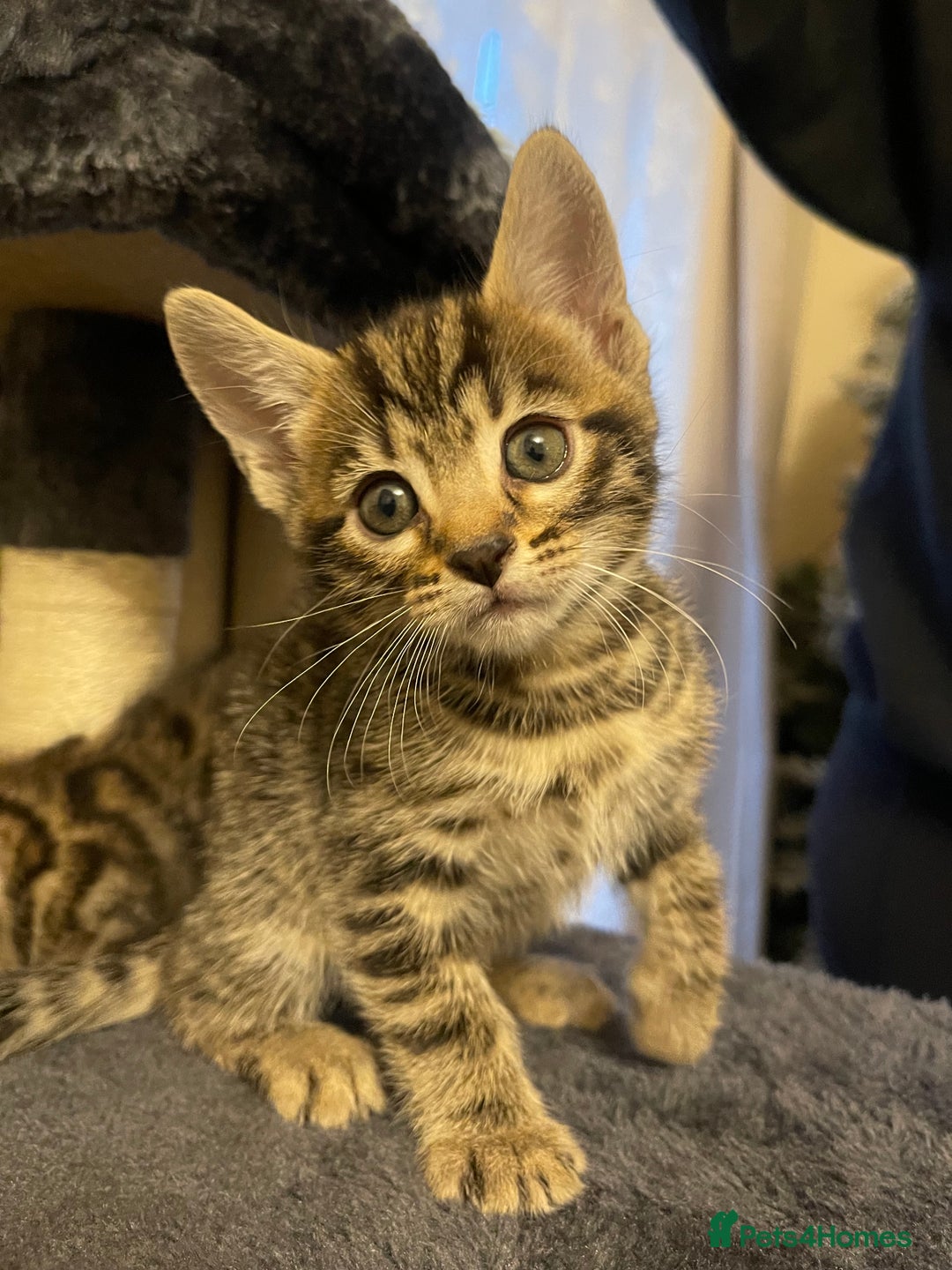 Mixed Breed cats for sale: Bengal mixed kitten  - Advert 13