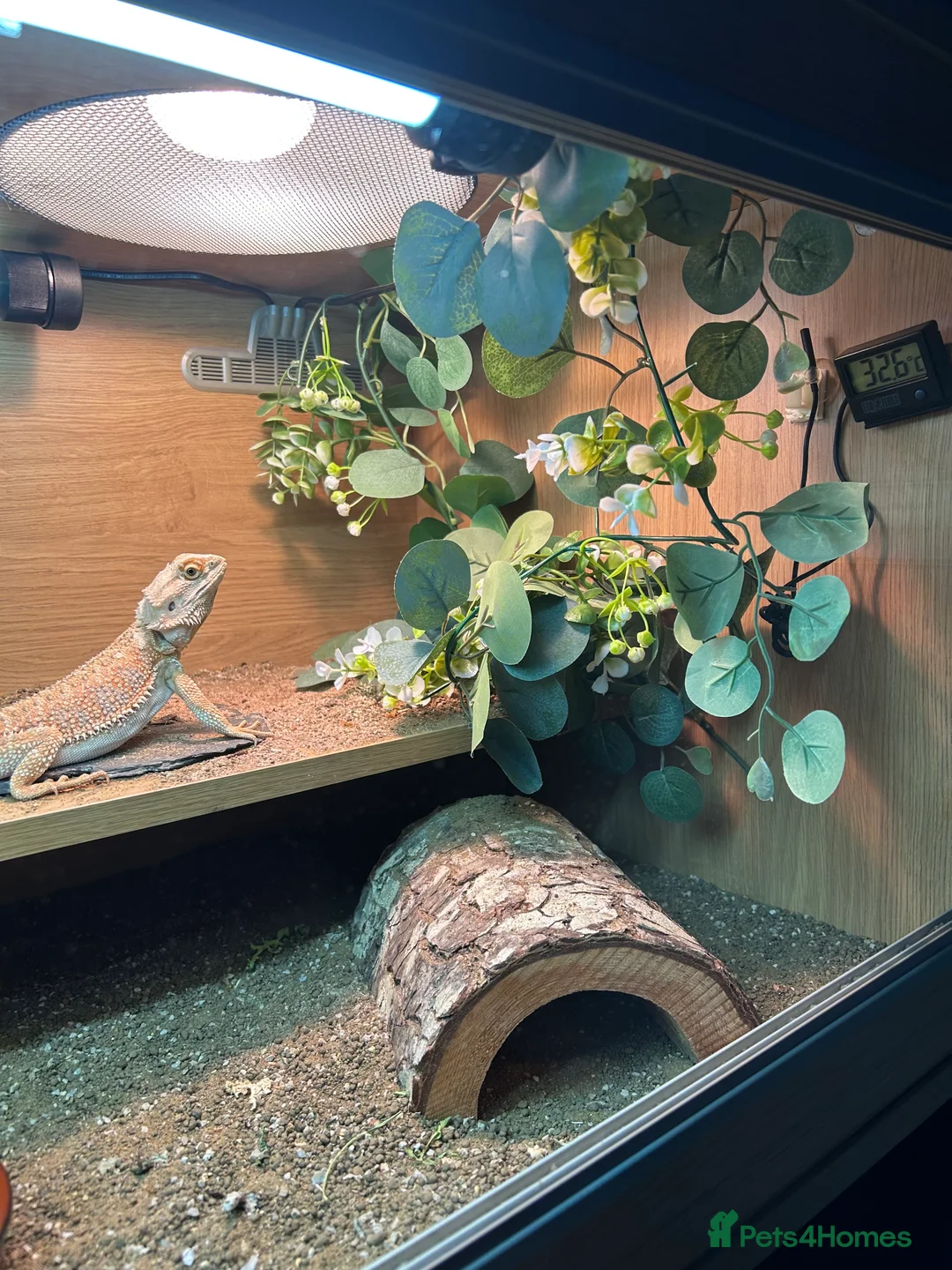 Bearded Dragon reptiles for sale: Male heated dragon 7 months old - Advert 6