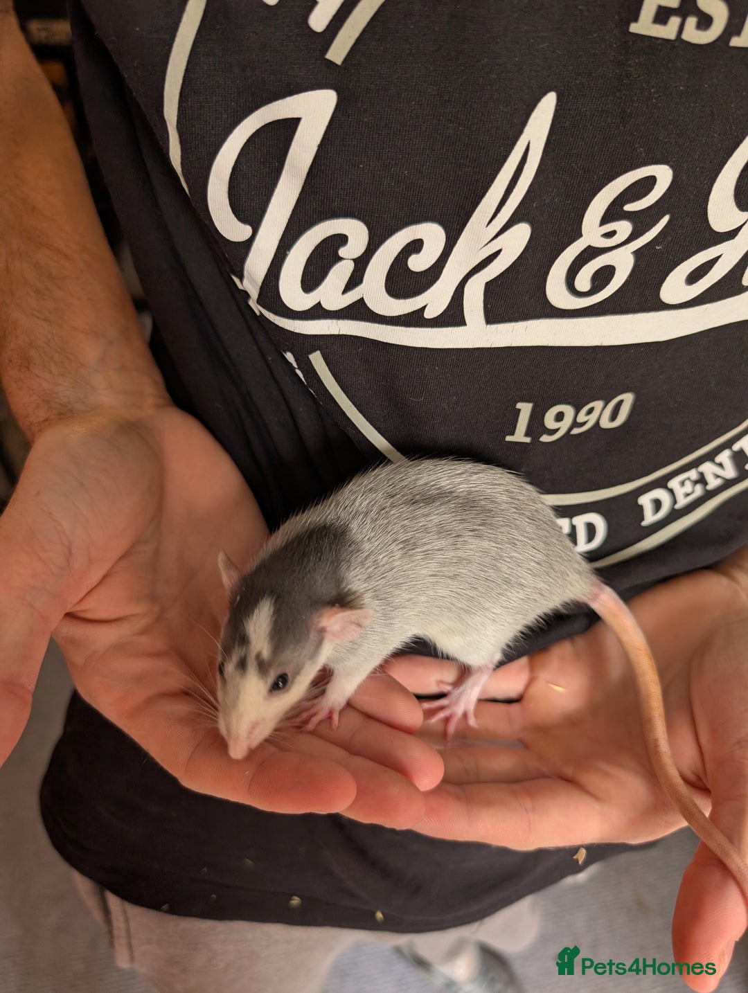 Rat rodents for sale: Adorable dumbo babies  - Image 4