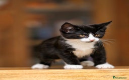 Maine Coon cats for sale: Beautiful Maine Coon X Kittens - Image 18