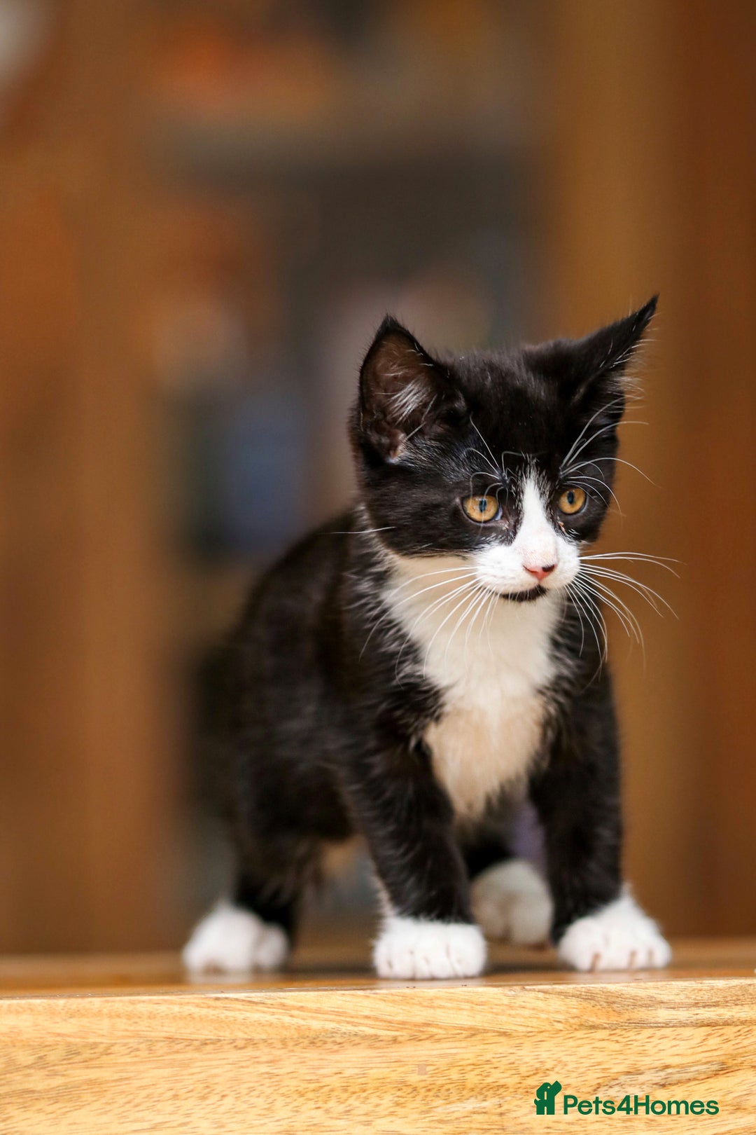 Maine Coon cats for sale: Beautiful Maine Coon X Kittens - Image 18