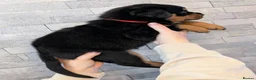 Rottweiler dogs for sale: Exceptional huge Rottweiler pups from amazing line - Advert 39