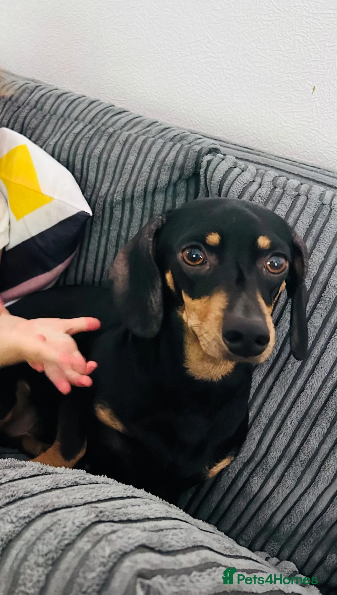 Miniature Dachshund dogs for sale: 3 year old miniature dachshund  in Newcastle - Advert 2