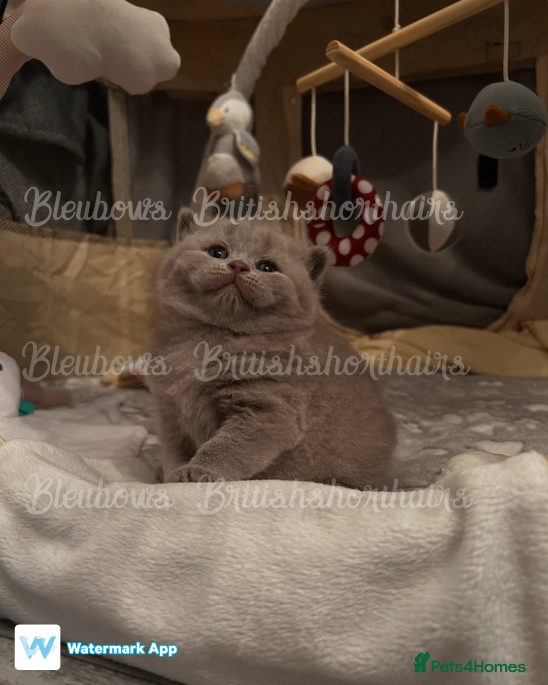 British Shorthair cats for sale: Gccf Bsh Lilac Babies - Image 8