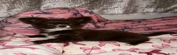 Chihuahua dogs for sale: Beautiful Chocolate Girl Chihuahua  - Advert 4