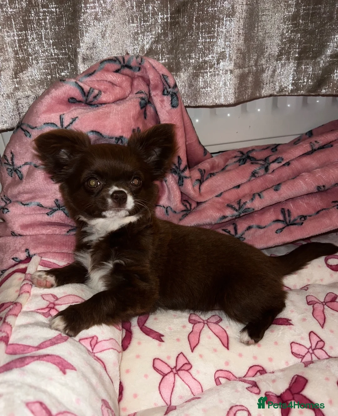 Chihuahua dogs for sale: Beautiful Chocolate Girl Chihuahua  - Advert 4