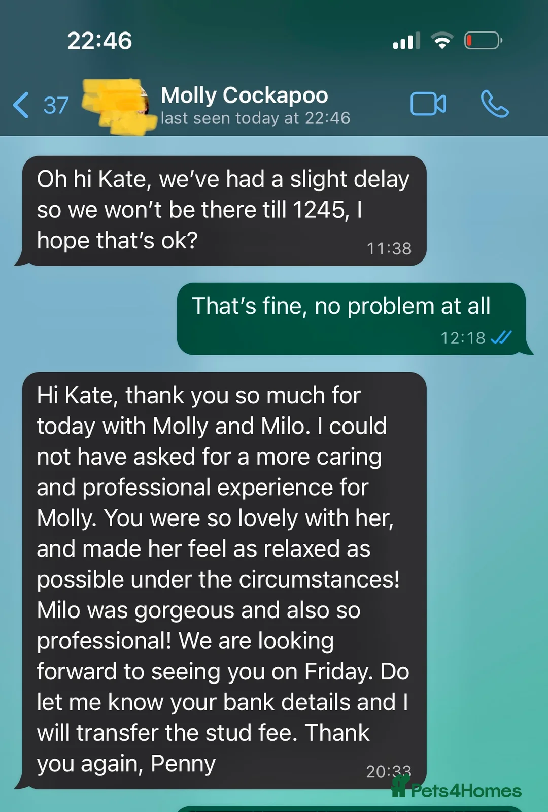 Miniature Poodle dogs for stud: Stud, PRA, red miniature poodle Kent, Surrey in Tonbridge - Advert 11