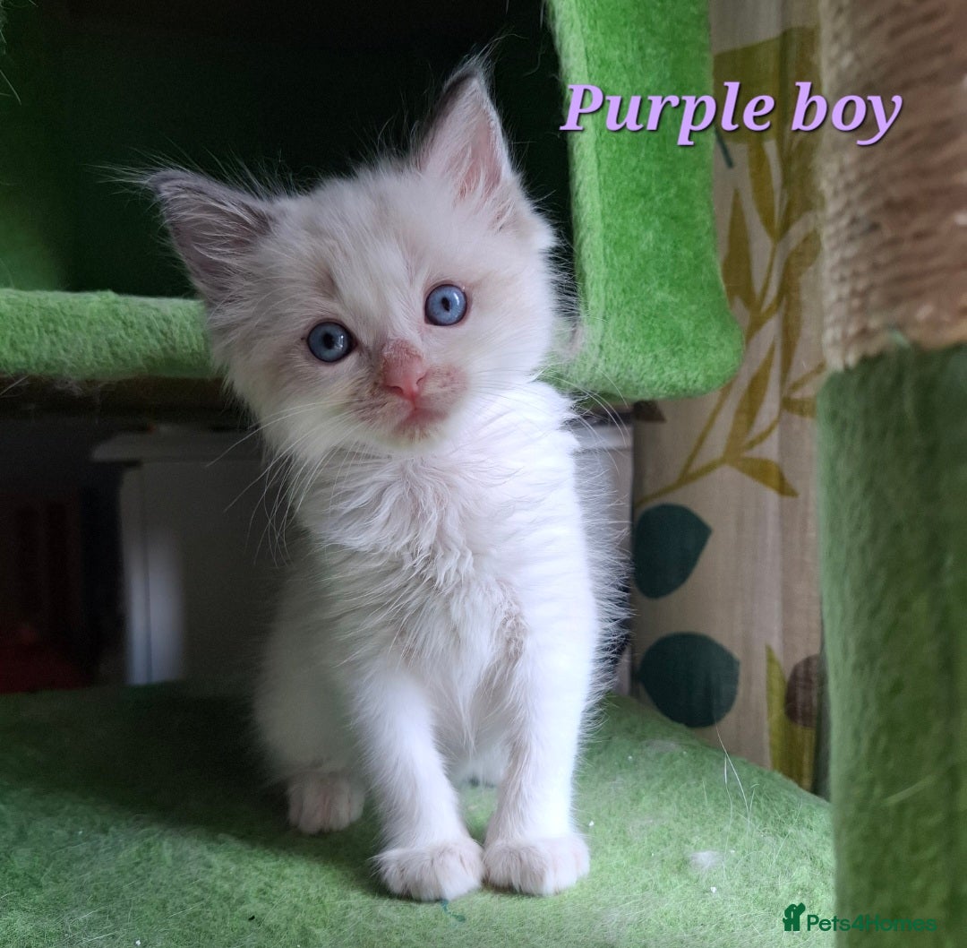 Ragdoll cats for sale: GCCF Gorgeous Pure Pedigree Ragdoll Kittens - Image 9