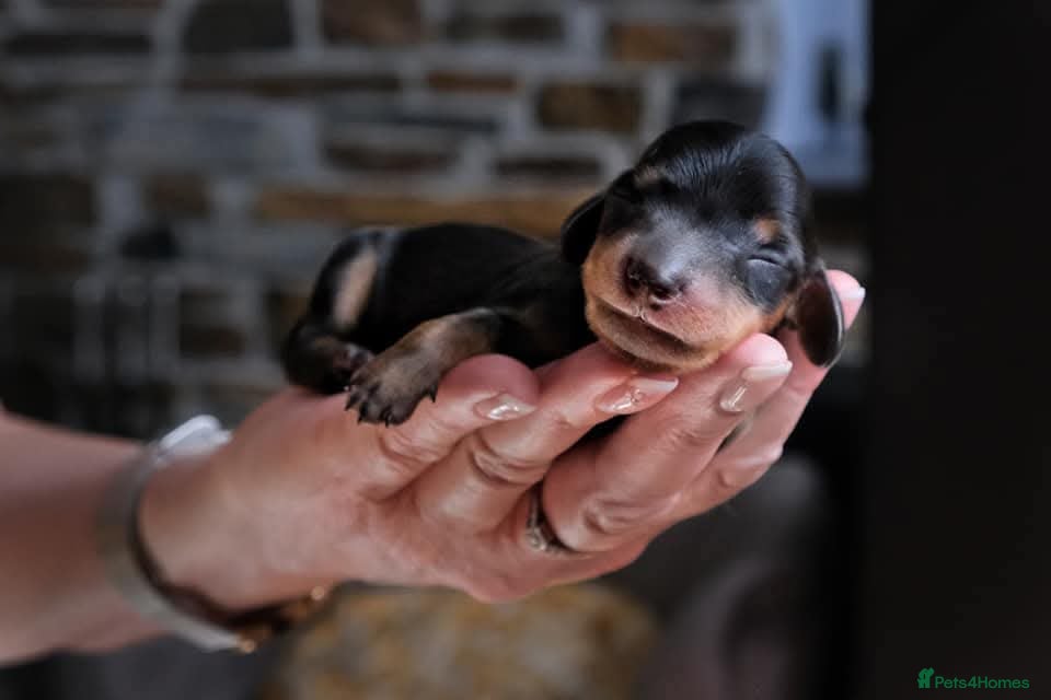 Miniature Dachshund dogs Miniature Dachshund Puppies Ready 12th April - Advert 14
