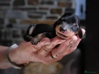 Miniature Dachshund dogs Miniature Dachshund Puppies Ready 12th April - Advert 14