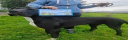 Great Dane dogs for sale: Great Dane Puppies in Londonderry - Advert 9
