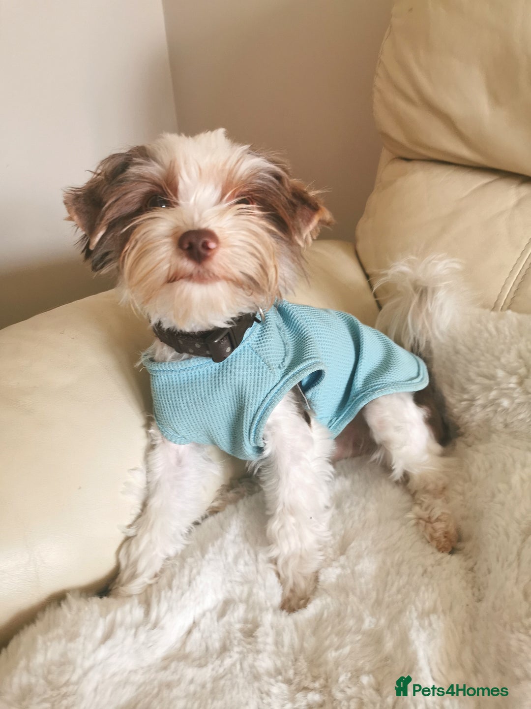 Yorkshire Terrier dogs for stud: Stud! Yorkshire terrier biro full pedigree  - Advert 5