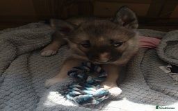 Huskita dogs for sale: Husky x puppy  - Image 5