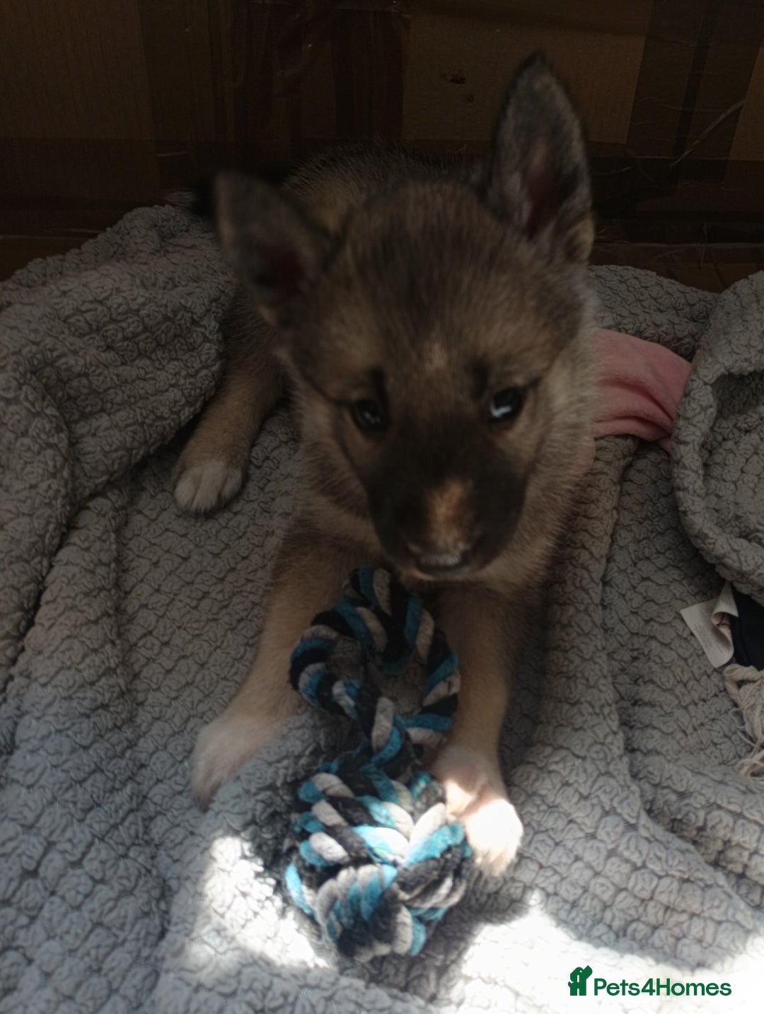 Huskita dogs for sale: Husky x puppy  - Image 5