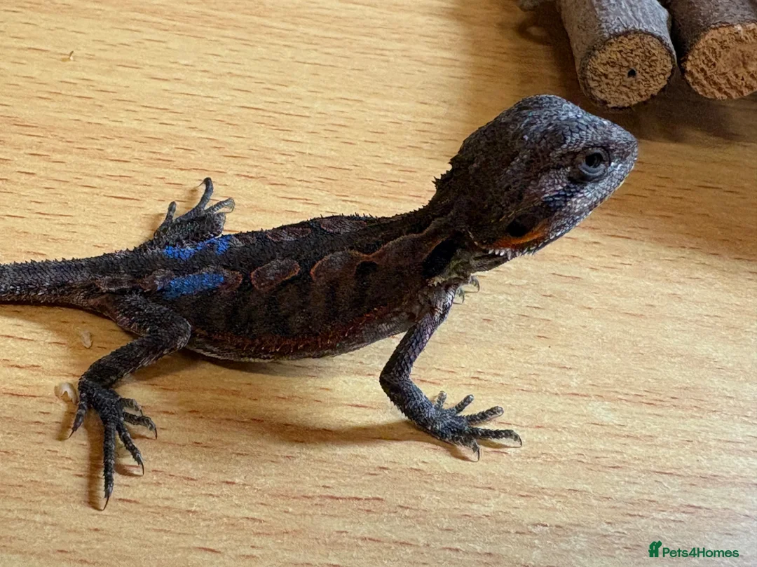 Bearded Dragon reptiles for sale: 2 stunning baby bearded dragons  - Advert 1
