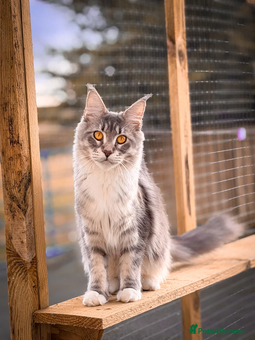Maine Coon cats for sale: Maine coon female (PET HOME ONLY) - Advert 2