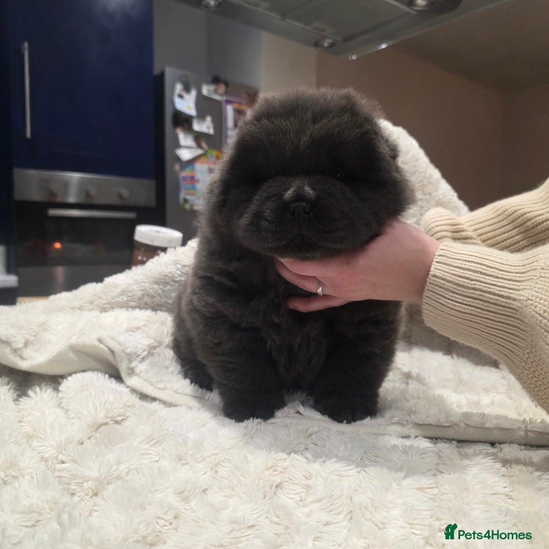 Chow Chow dogs for sale: 7 beautiful chow chow  - Advert 14