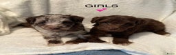 Miniature Schnauzer dogs for stud: KC CHOC/WHITE MIN SCHNAUZER BVA AND MAC CLEAR in Coventry - Advert 25