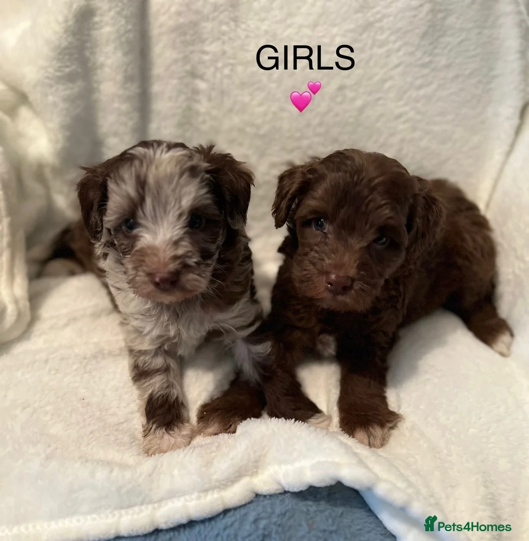 Miniature Schnauzer dogs for stud: KC CHOC/WHITE MIN SCHNAUZER BVA AND MAC CLEAR in Coventry - Advert 25