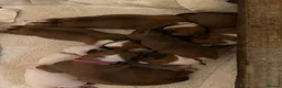 Boxer dogs for sale: Beautiful Boxer Puppies - long tailed boys/girls - Advert 8