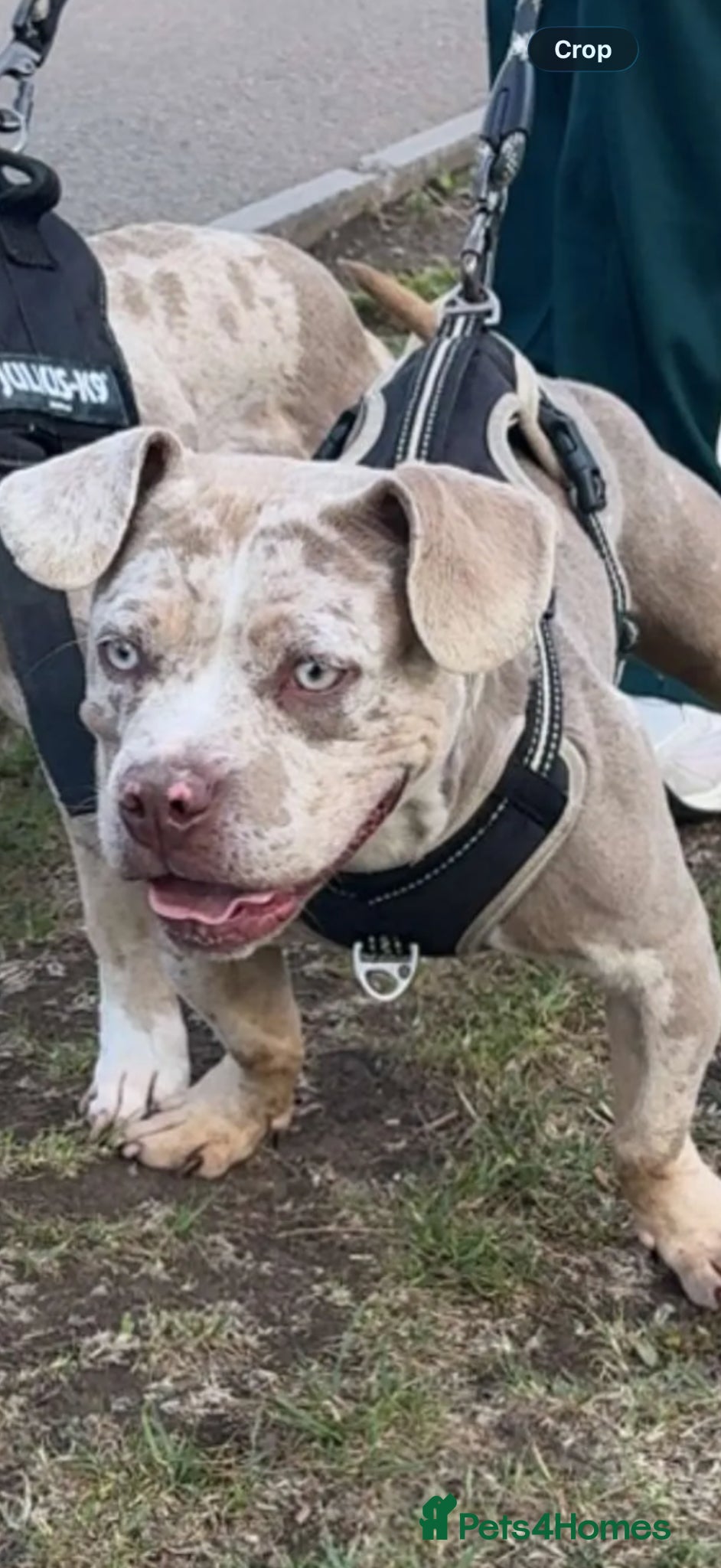 American Bully dogs Mabel - Pocket Bully  - Advert 2