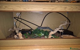 Boa Snake reptiles for sale: Sharp albino boa constrictor male - Image 5