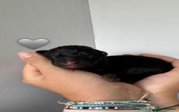 German Shepherd dogs for sale: Stunning German Shepherd/Utonagan Puppies  - Image 16