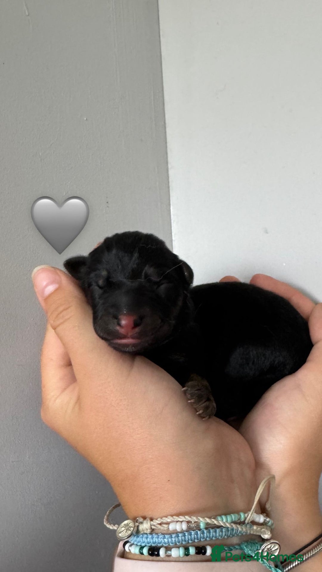 German Shepherd dogs for sale: Stunning German Shepherd/Utonagan Puppies  - Image 16