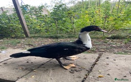 Ducks poultry for sale: Muscovy duck - Image 1