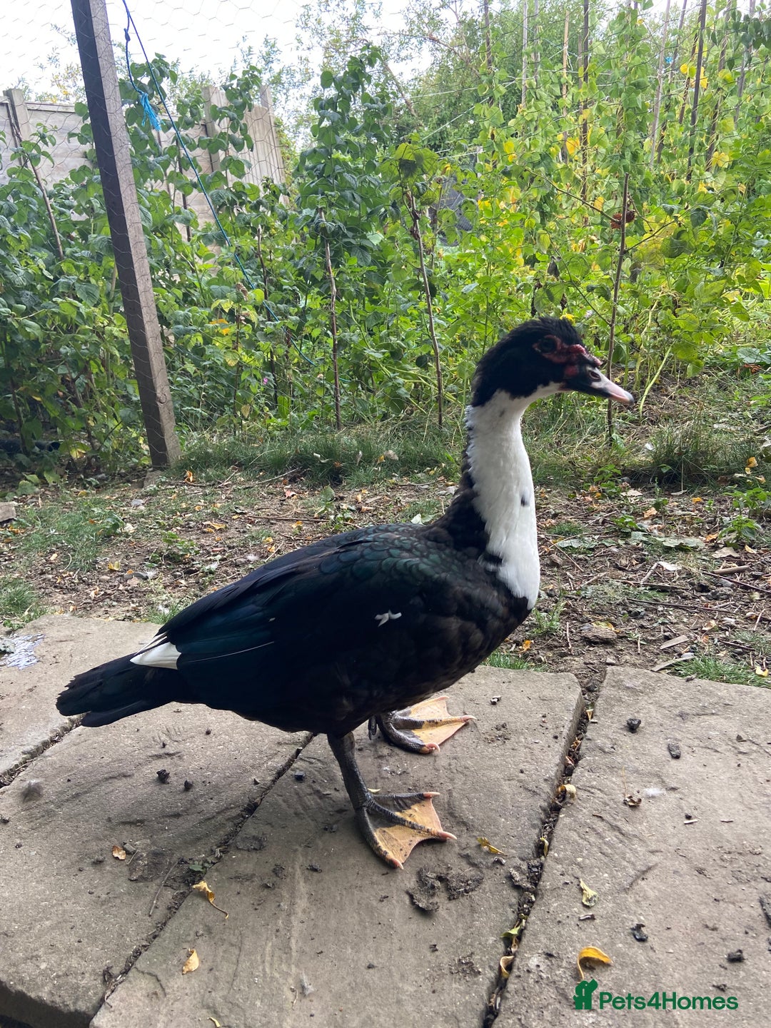 Ducks poultry for sale: Muscovy duck - Image 1
