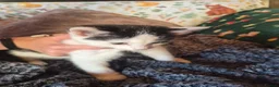 Mixed Breed cats for sale: 2 Adorable Kittens looking for their forever homes - Advert 3