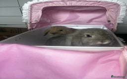 Mini Lop rabbits for sale: 2 gorgeous mini lop rabbits Thumper and Daisy - Image 2