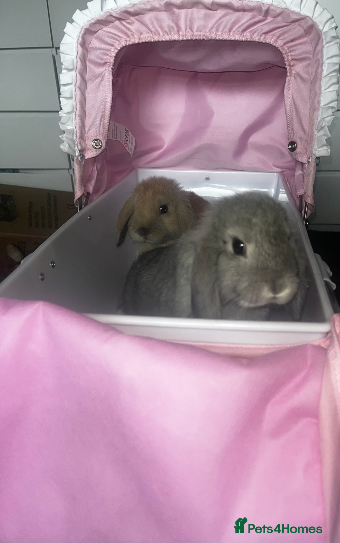 Mini Lop rabbits for sale: 2 gorgeous mini lop rabbits Thumper and Daisy - Image 2