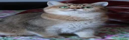 British Shorthair cats for sale: 🌟 Stunning Golden Queen–TICA ACTIVE Registered 🌟 - Advert 28