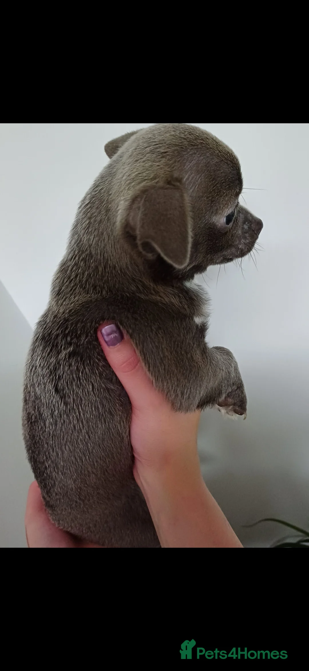 Chihuahua dogs for sale:  **  chihuahua puppies  - Advert 16