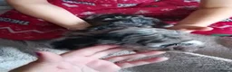 Cockapoo dogs for sale: Amazing cockapoos  - Advert 16