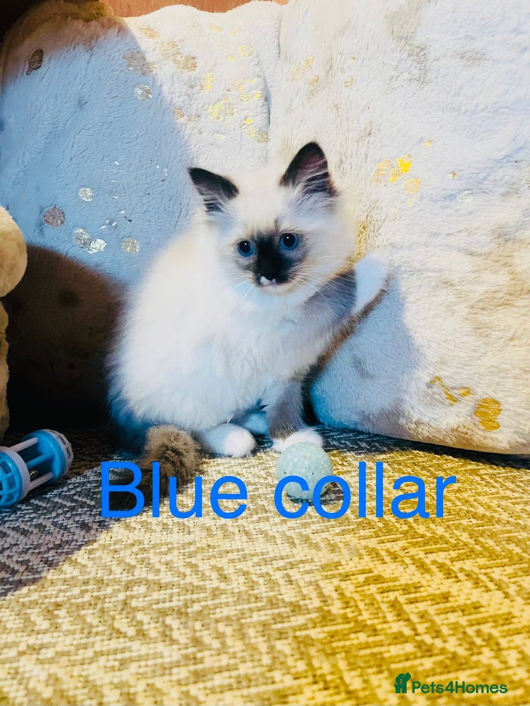 Ragdoll cats for sale: Ragdoll kittens ready 28th Jan  - Advert 9