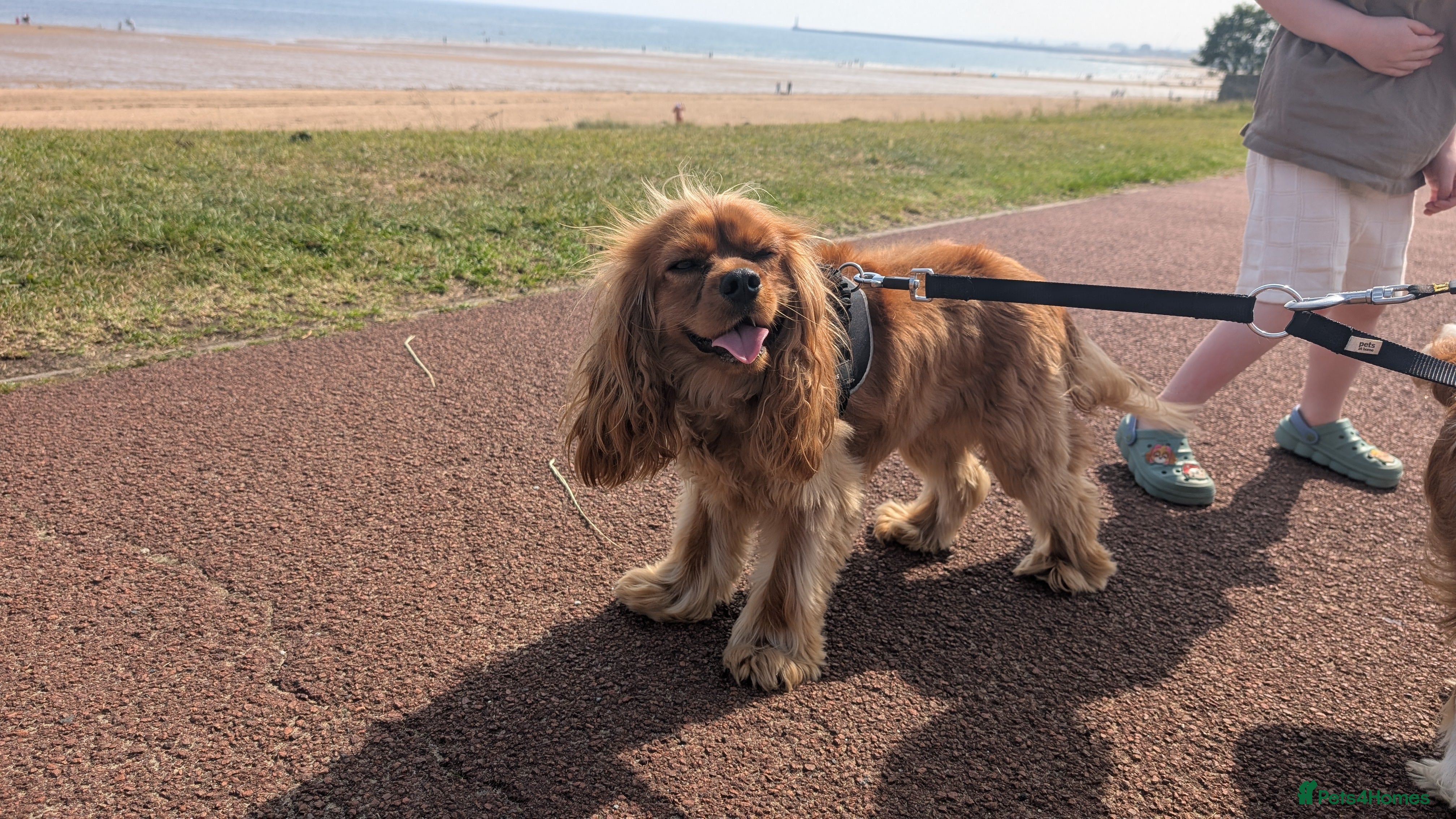 Cavalier King Charles Spaniel dogs Ruby cavalier king Charles spaniel - Advert 1