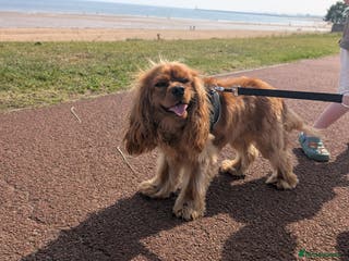 Cavalier King Charles Spaniel dogs Ruby cavalier king Charles spaniel - Advert 1
